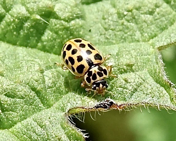 water ladybird